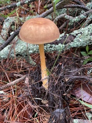 Gymnopus
