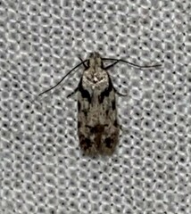 Pseudotelphusa palliderosacella