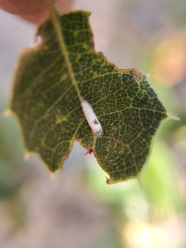 Oak Ribbed Casemaker photo 4