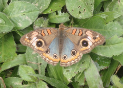 Junonia genoveva
