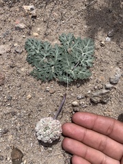 Cymopterus globosus