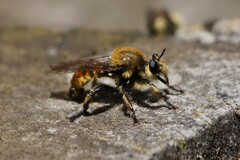 Laphria engelhardti