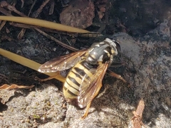 Sericomyia silentis