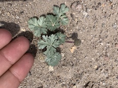 Cymopterus ripleyi