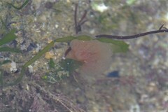 Morchellium argus