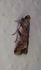 Rhodophaea