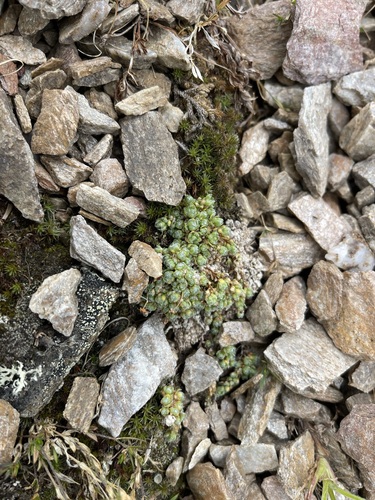 Image of Saxifraga eschscholtzii by (c) Brandon Corder, some rights reserved (CC BY)
