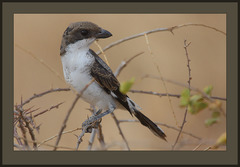 Taita Fiscal photo 3