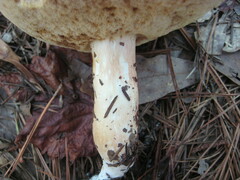 Xanthoconium stramineum