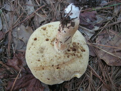 Xanthoconium stramineum