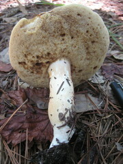 Xanthoconium stramineum