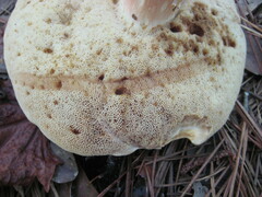 Xanthoconium stramineum