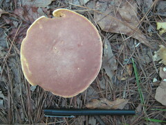 Xanthoconium stramineum