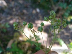Physospermum cornubiense