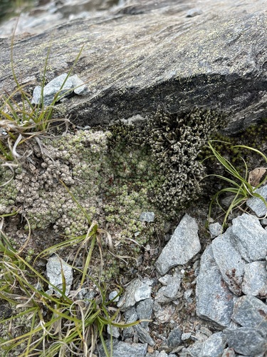 Image of Cushion Saxifrage (Saxifraga eschscholtzii) by (c) Brandon Corder, some rights reserved (CC BY)