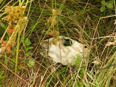 Cervus canadensis nannodes