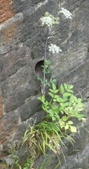 Apiaceae