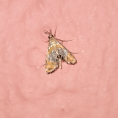 Nymphicula