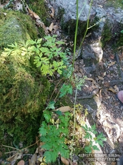 Physospermum cornubiense