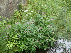 Impatiens glandulifera