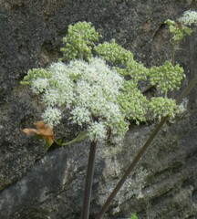 Apiaceae