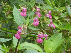 Impatiens glandulifera