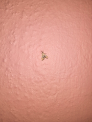 Nymphicula