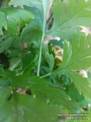 Physospermum cornubiense