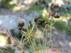 Physospermum cornubiense