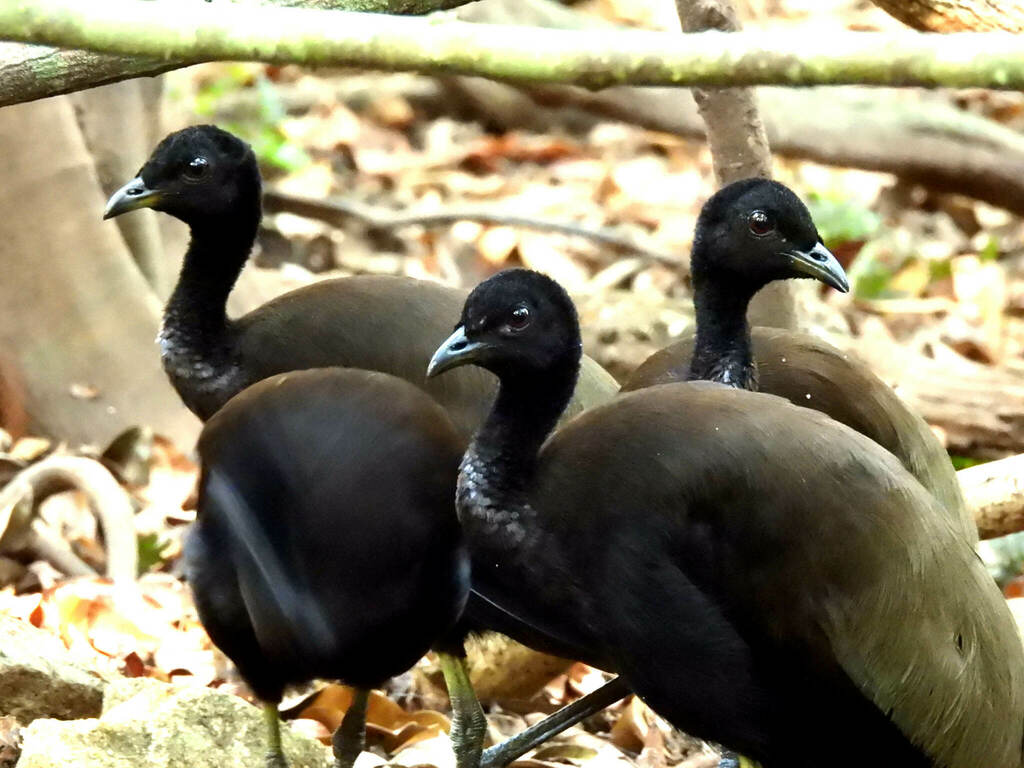 Green-winged Trumpeter