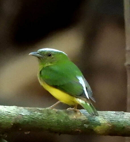 Snow-capped Manakin