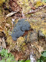 Gloeophyllum odoratum