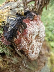 Gloeophyllum odoratum