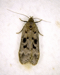 Anacampsis innocuella