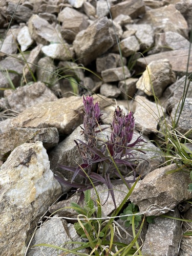 Image of Castilleja hyperborea by (c) Brandon Corder, some rights reserved (CC BY)