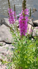 Lythrum salicaria