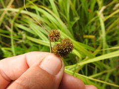 Juncus bolanderi