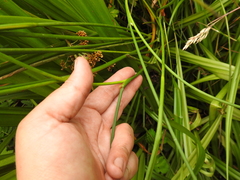 Juncus bolanderi