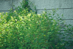 Apocynum cannabinum