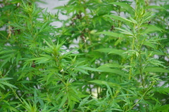 Artemisia vulgaris