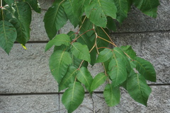 Toxicodendron radicans
