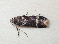 Klimeschiopsis kiningerella