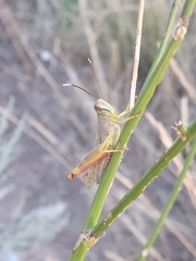 Heteracris pterosticha