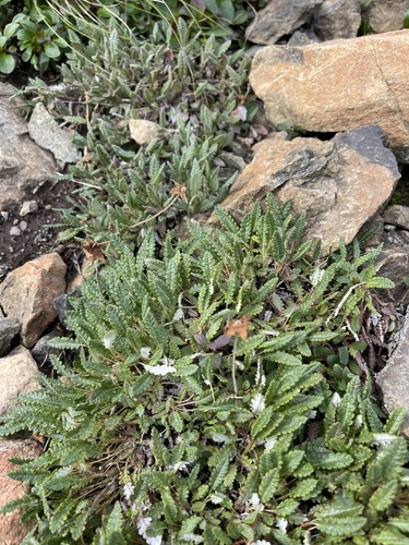 Image of Dryas ajanensis by (c) Brandon Corder, some rights reserved (CC BY)