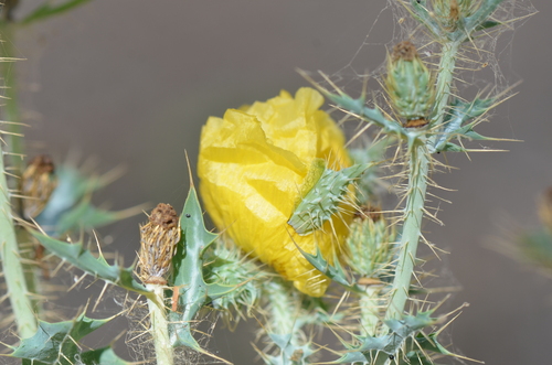 Image of Golden Pricklypoppy (Argemone aenea) by no rights reserved