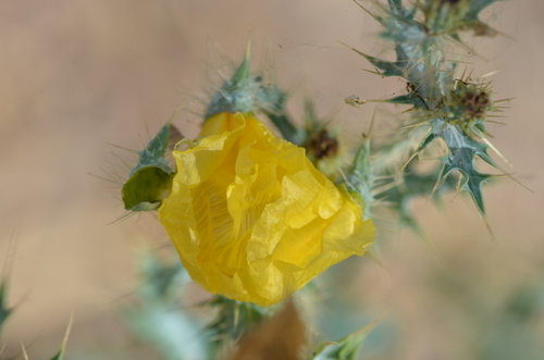 Image of Argemone aenea by no rights reserved