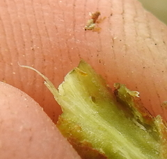 Rhopalomyia baccharis