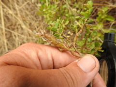 Rhopalomyia baccharis