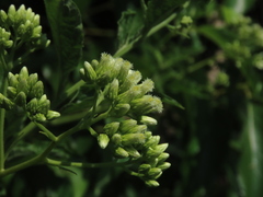 Microglossa pyrifolia