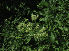 Microglossa pyrifolia